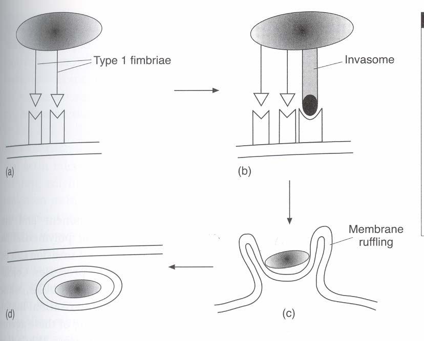 Invasion of epithelial cells by Salmonella sp. Initial adhesion (a) is mediated by fimbriae, which then induce the formation of invasomes (b).