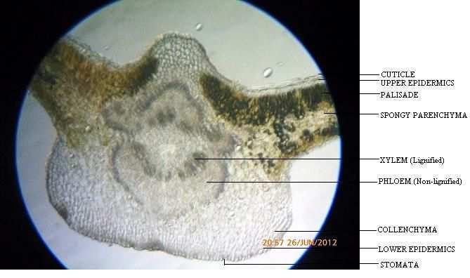 Microscopical Analysis The transverse sections of the fresh leaves through the