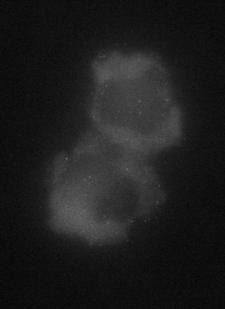 a 15 b EPI 45 75 min TIR-FM c min Supplementary figure 1. Fluorescence microscopy of Gag- GFP.