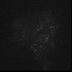 a GFP BT b 543 nm 488 nm VLPs Cells VLPs Cells c GFP Raw mcherry