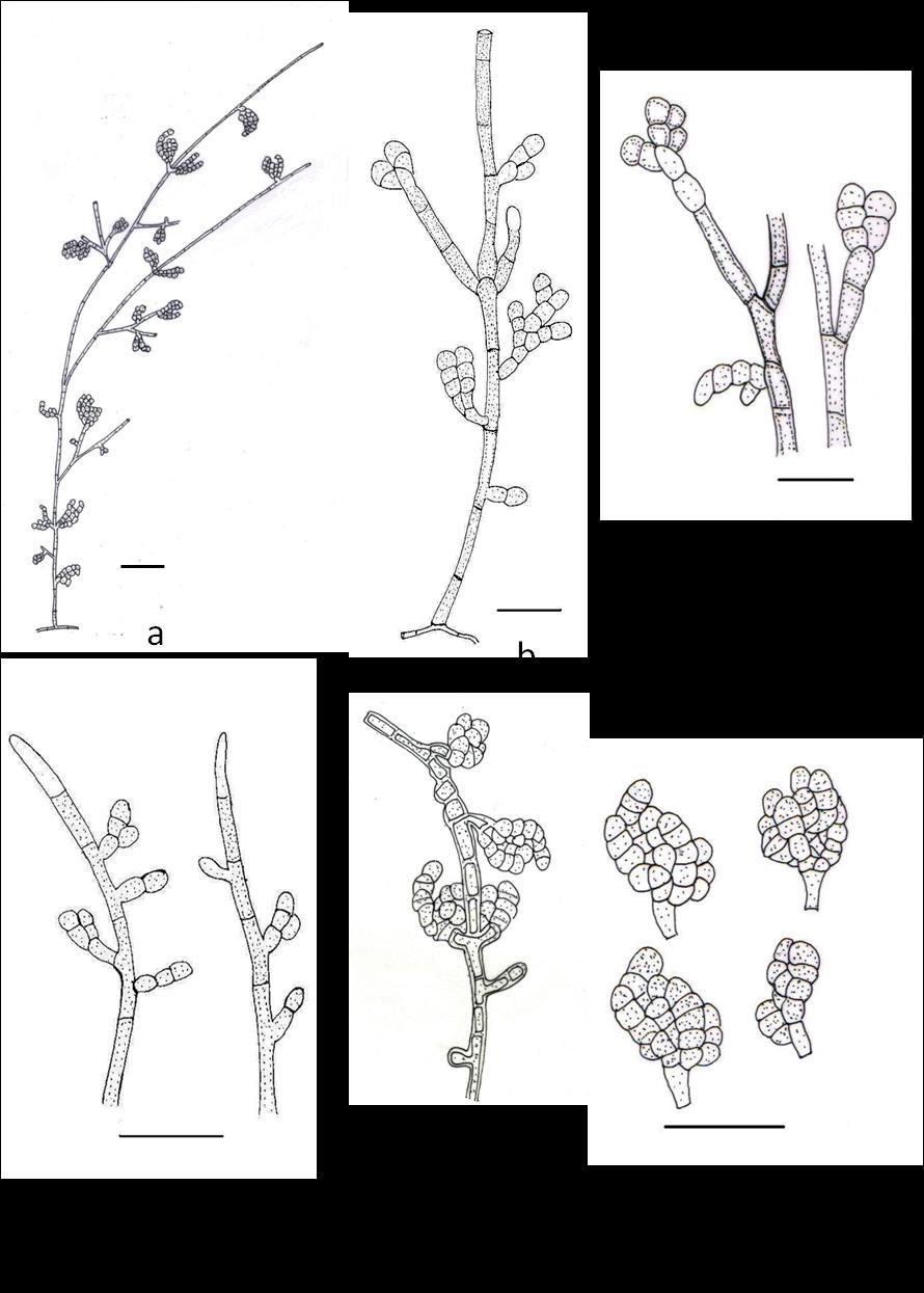Fig. 17 Camera lucida drawings. a c Branching patterns in conidiophores. d,e Conidiogenesis.