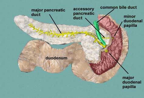 THE DUODENUM (POSTERIOR VIEW) The second part of the duodenum receives
