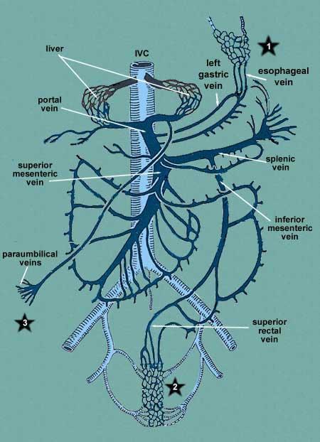 THE PORTAL CIRCULATION (VENOUS DRAINAGE OF THE VISCERA) The portal vein is usually described as being formed by the splenic and superior mesenteric veins.