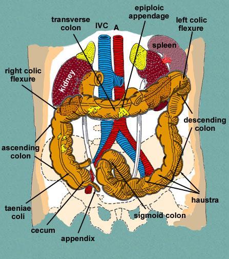THE LARGE INTESTINE The large intestine extends from the ileocecal junction to the anus and is about 1.5m long.