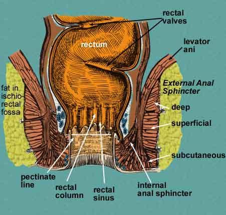 THE RECTUM The rectum is the continuation of the sigmoid colon and at the point of their junction, the rectum becomes covered by peritoneum only on its anterior surface, and therefore becomes