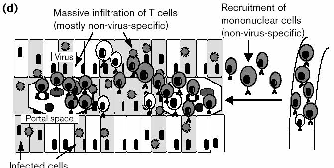 T-cell responses are crucial to control HBV replication CD8+ CTLs are required for viral clearance T-cell responses are also important to limit HBV