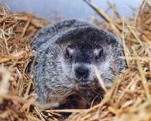 WHV/Woodchuck (Mamota monax) a mammalian animal model for immunological approaches Woodchuck hepatitis virus (WHV) and HBV have high similarities in morphology,