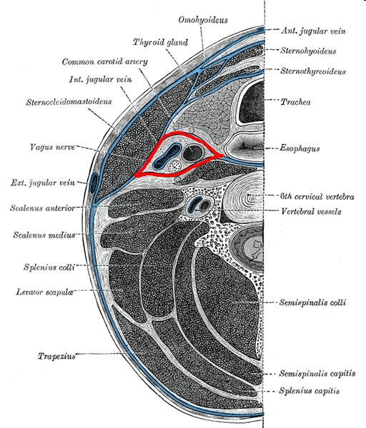 Parallel to the carotid sheath and along its medial aspect the prevertebral fascia gives off a thin lamina, the buccopharyngeal fascia, which closely invests the constrictor muscles of the pha rynx