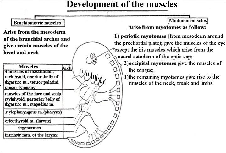 Development of the muscles of the head & neck The main part of the muscles of the head and neck have brachiometric origin