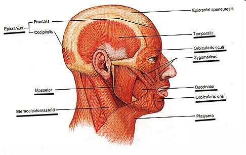 General characteristics of the muscles of the head & neck Muscles of the head and some muscles of the neck are derivatives of the bronchial arches.