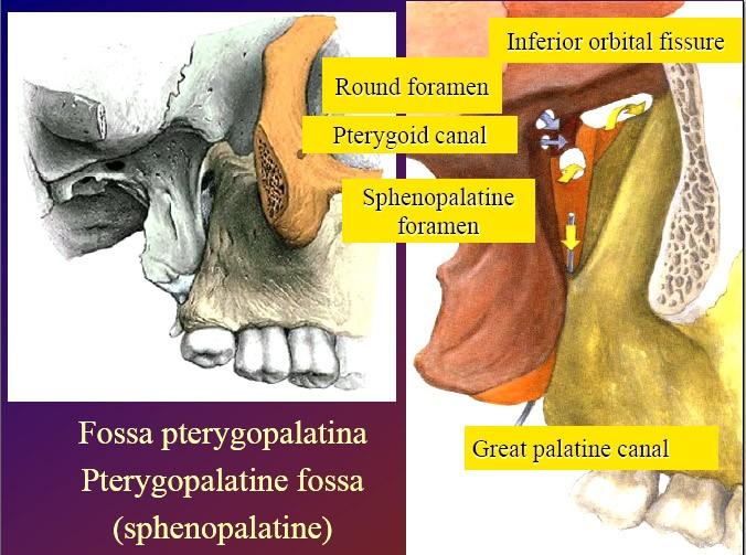 g) Pterygopalatine fossa h) space of the bucal fat body in front of the anterior border of the buccinator m.