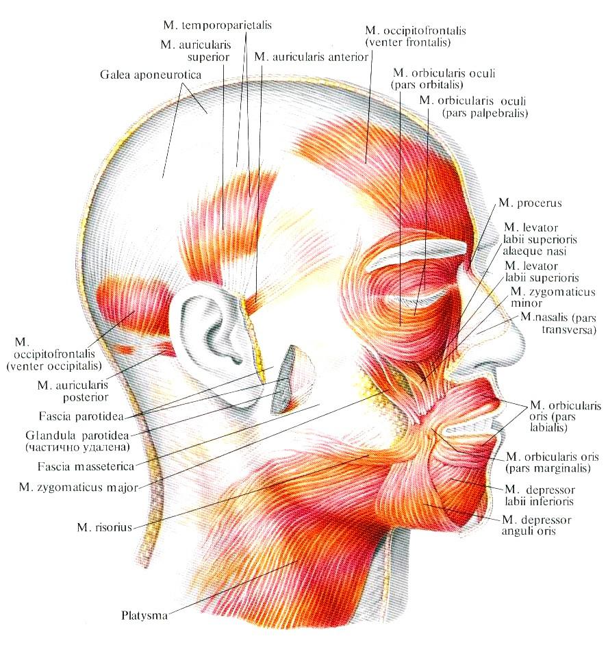 Groups of the facial expression muscles: I epicranial m.