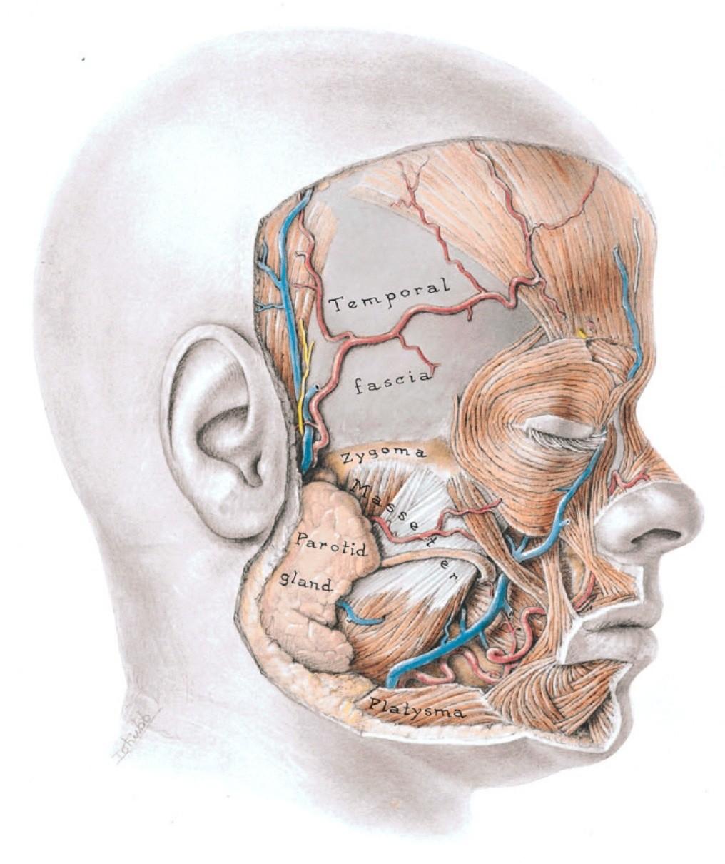Deep fascia exists in the regions of the parotid glands and the masseter muscles.