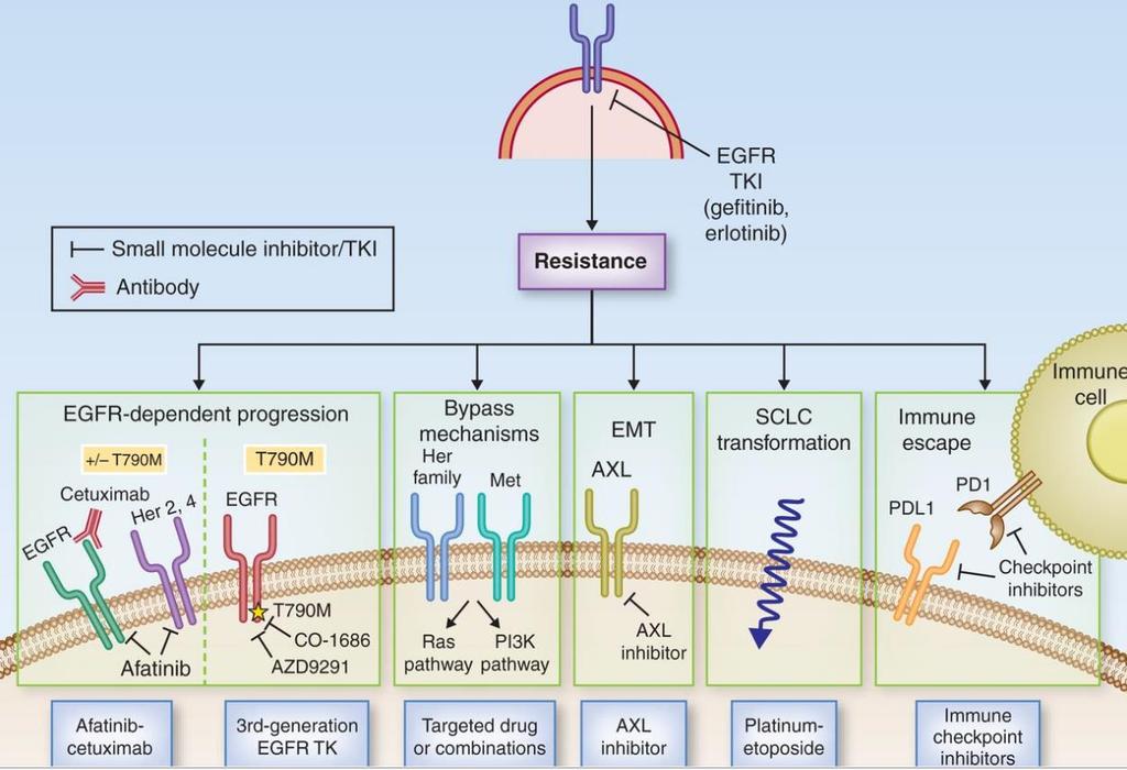 EGFR pathway and resistance