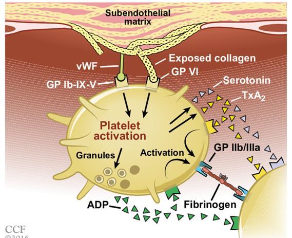 Platelet contact with collagen/damaged wall platelet swelling/shape changes/contraction release of granules Adhesion to vwp/collagen Secretion of TXA 2, ADP (P 2Y12