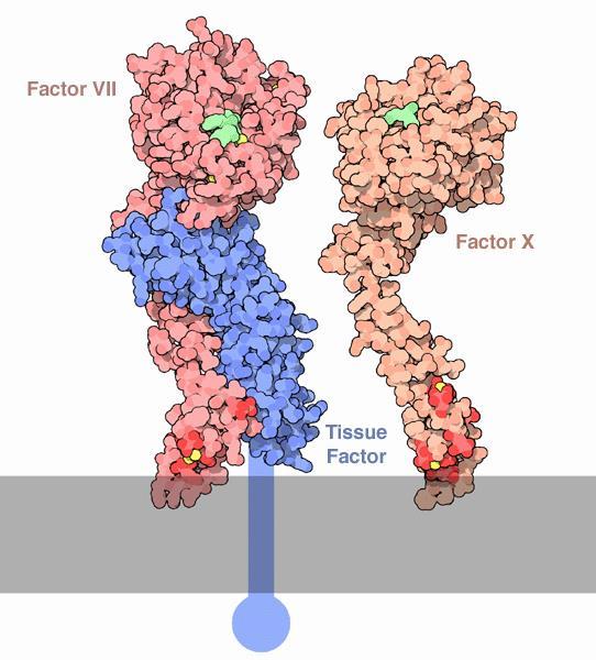 Interaction of tissue factor with FVII and FX GLA domain Factor VII embraces tissue factor, contacting the entire length of the molecule. FVII has 4 domains strung together with flexible linkers.