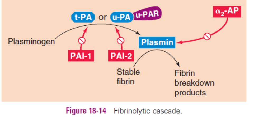 Tissue plasminogen activator (t-pa) -a serine protease of endothelial origin -converts the plasma zymogen plasminogen to the active fibrinolytic protease plasmin.