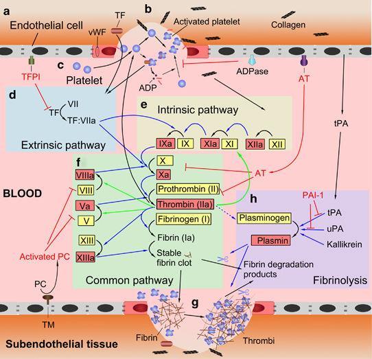 (a) Resting ECs provide natural anticoagulants (TM, AT and TFPI and ADPase) to inhibit coagulation and keep platelet activation and the coagulation cascade in check.