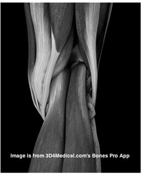 posterior medial 7 Knee