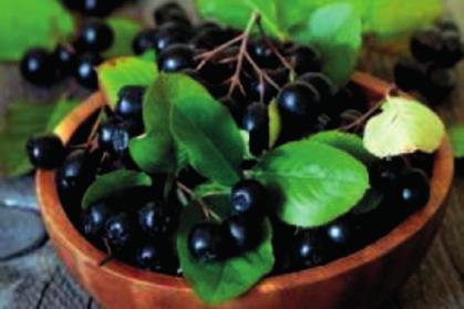 Continue reading this booklet to familiarize yourself with the Aronia fruit that is used as a medical fruit in Russia!