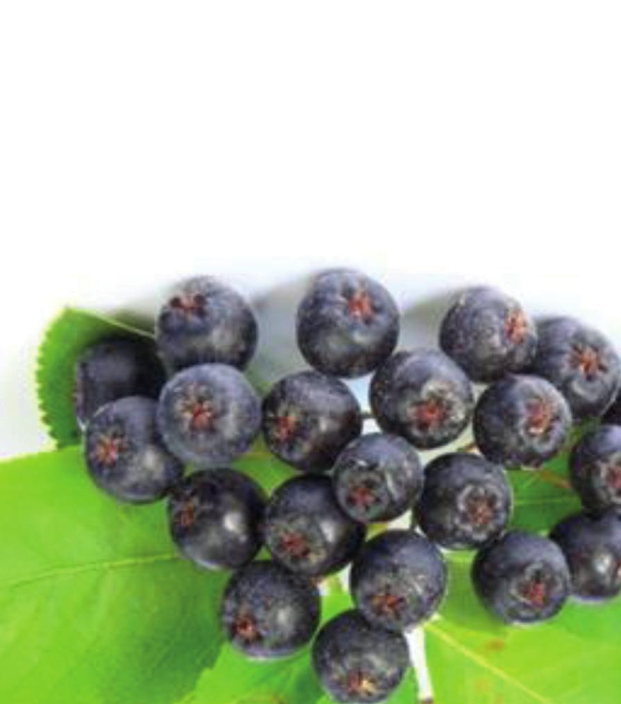 Aronia is an antioxidant berry containing phenol, minerals and vitamins that can potentially prevent heart disease and cancer, as scientifically determined.