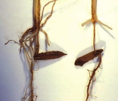 Damage by grape colaspis larvae on stem between seed and base of plant (right) compared to normal (left).
