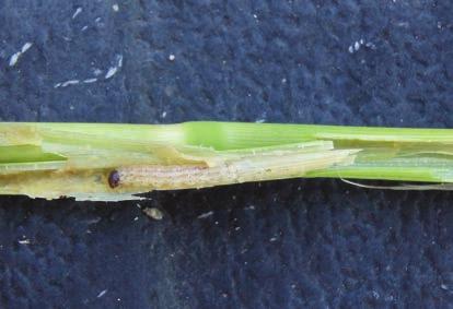 Minor Rice Insects Nearly fully