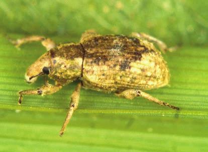 Rice Water Weevil Rice