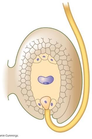 Label the figures below to show two sperm nuclei, pollen tube, female gametophyte, ovule, synergids, polar nuclei, egg, and zygote.