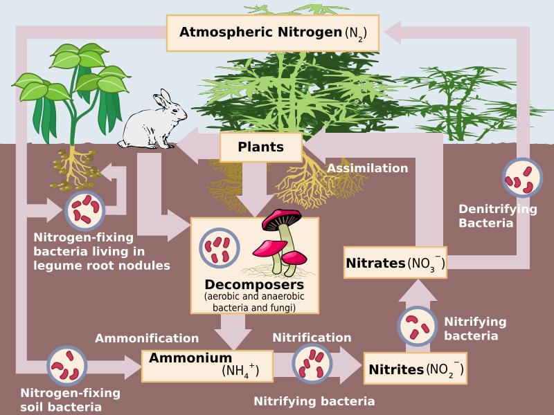 CONCEPT: NITROGEN FIXATION Nitrogen cycle chemical cycle in which nitrogen is converted into a variety of forms, and moves through ecosystems Plants can t absorb N2 even though its nearly 80% the
