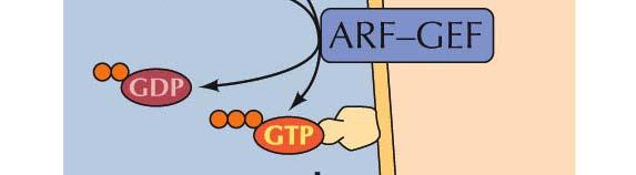 ARF-GEF (ARF-guanine nucleotide exchange factor) stimulated the exchange of the GDP for