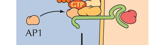 During the transport, The GTP bound to ARF1 is hydrolyzed to GDP and the ARF/GDP is