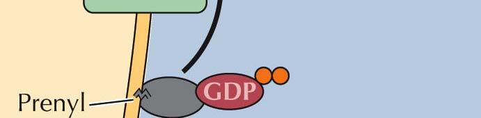 GDPdissociation inhibitor (GDIs).