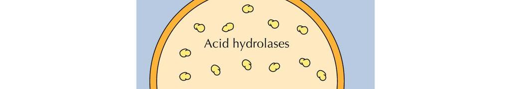 Most lysosomal enzymes are acid hydrolases, which are