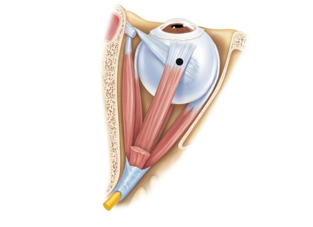 Trochlea Superior oblique muscle Superior oblique tendon Superior rectus muscle Axis at center of eye Inferior rectus