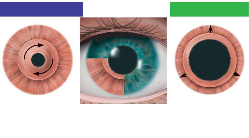Parasympathetic + Sphincter pupillae muscle contraction decreases pupil size.