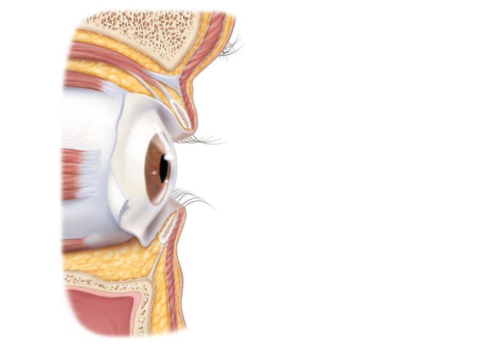 Levator palpebrae superioris muscle Orbicularis oculi muscle Eyebrow Tarsal plate Palpebral conjunctiva Tarsal glands Cornea Palpebral fissure