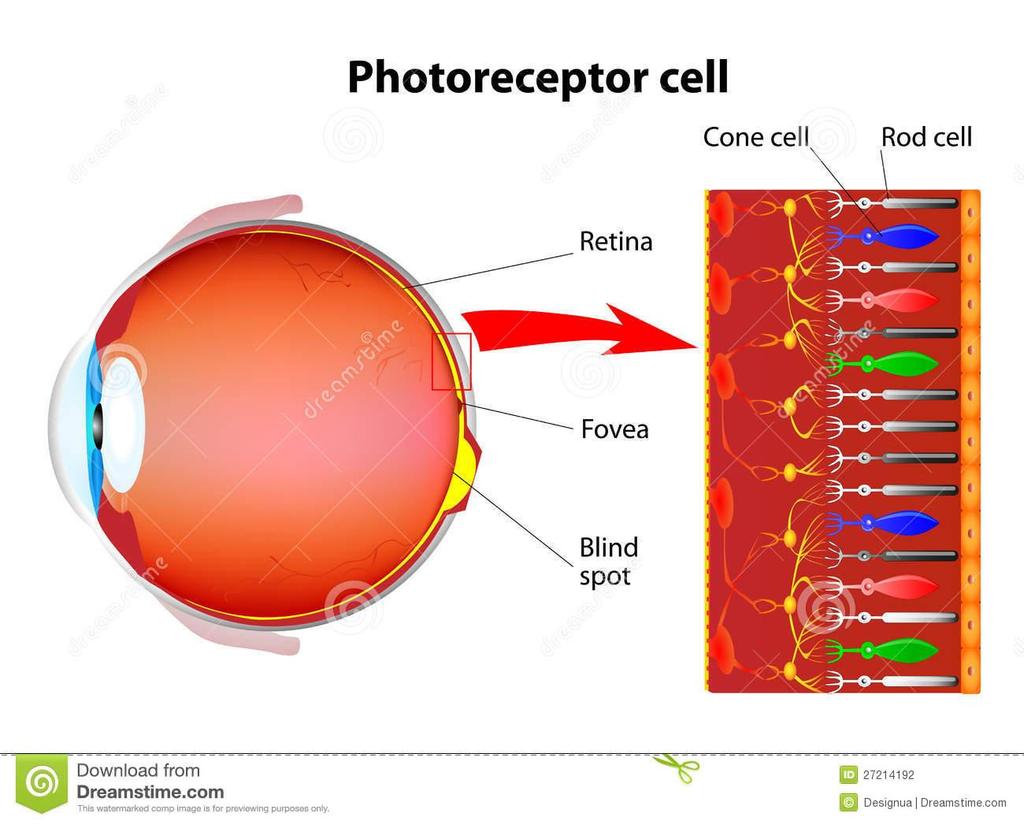 Photoreceptors There are 2 main types of Photoreceptors-Rods and Cones There is a third type of Photoreceptor known as