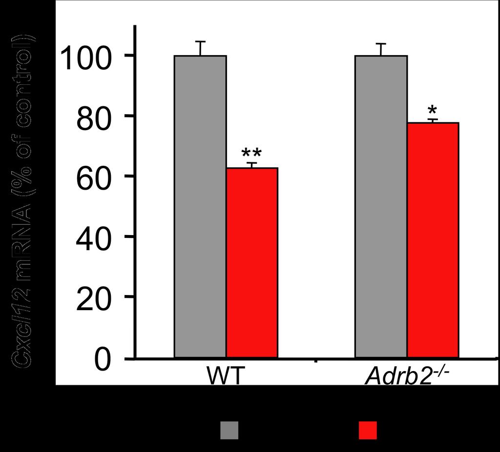 Supplementary Figure 4 Supplementary Figure 4. Isoproterenol downregulates Cxcl12 in primary stromal cells deficient in the β 2 -adrenergic receptor.