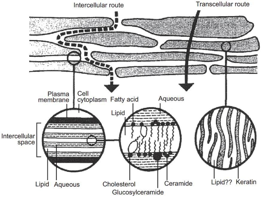 The cell interstitium of the epidermis is constituted by the so-called epidermal mortar. It serves as another cohesion factor between adjacent cells and is described in the following. 1.1.4.