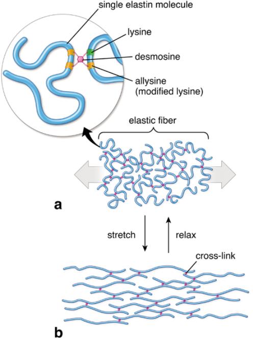 hydrophilic surface, enabling the immersion of the elastic fiber in the aqueous surroundings of the connective tissue.