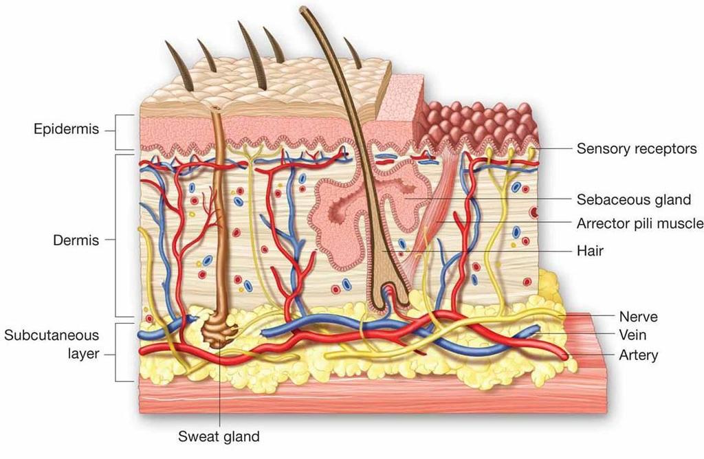 1.1.1. The hypodermis The innermost layer of the skin is the hypodermis. It is around 2 mm thick on average, and it is mostly composed of adipocytes [8].