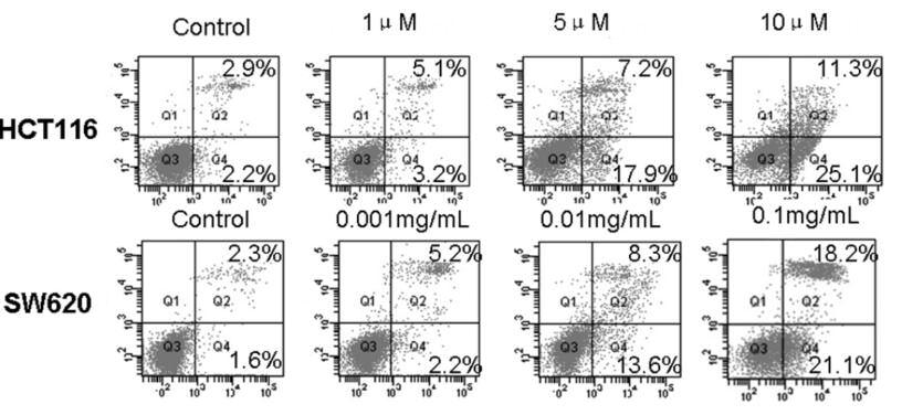 Changes in the expression of cyclin D1 and cyclin B1 in HCT116 and SW620 cells exposed to