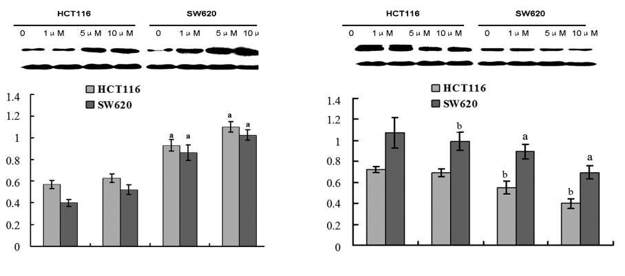 The mechanism of selenium induces apoptosis in colon cancer cells Bax Bcl-2 Bax/ Bcl-2/ Control 1 µm 5 µm 10 µm B Control 1 µm 5 µm 10 µm Figure 4. Se induces changes of apoptosis related proteins.