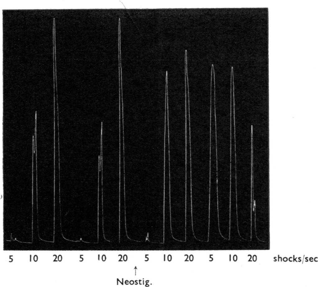 ESERINE AND VAS DEFERENS 81 5 10 20 5 l0 20 5 10 20 5 10 20 shockssec Neostig. Fig. 6. Contractions produced by groups of 200 shocks in the presence of hyoscine (0.1 Ugiml.