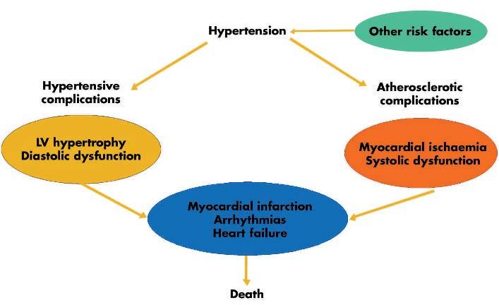 tissue veloity imaging appear to be more sensitive than traditional Doppler ehoardiography to detet early signs of hypertensive heart disease suh as systoli or diastoli dysfuntion.