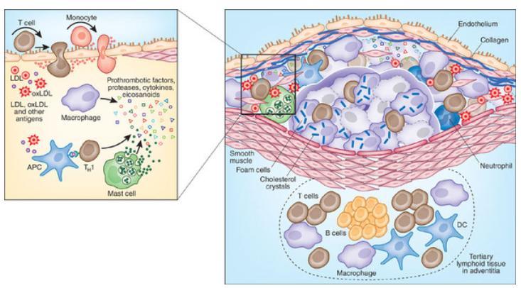 BIORAN Infla-Care (Anti-inflammation) Among various immune cells in human body involving