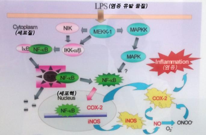 BIORAN Infla-Care (Anti-inflammation) Inflammation inducing material Only NF-κB goes into a cell nucleus.