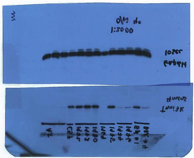 Full Western blot images corresponding to Figure 3C.