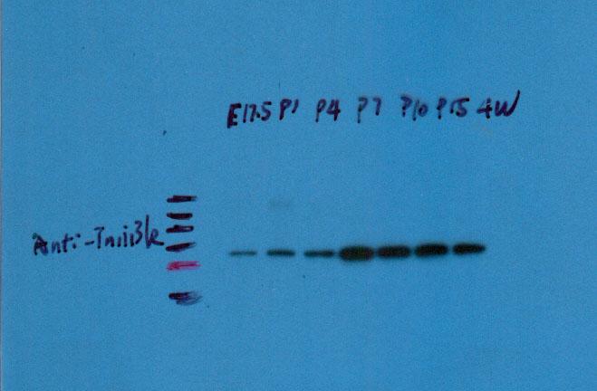 zebrafish - eef1g Full RT-PCR gel images corresponding to